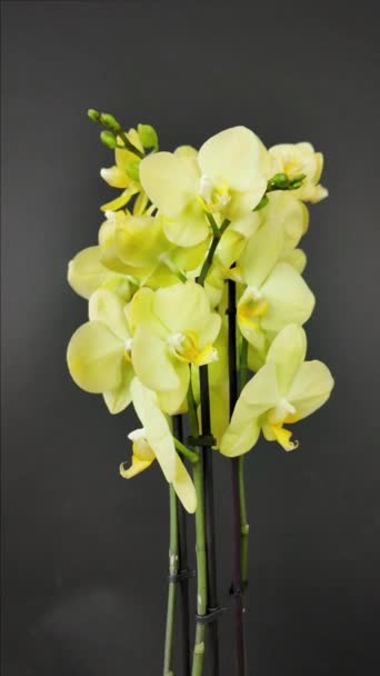Orchidee Fiore Gialle Rallentatore Orchidea Gialla Fiore Orchidea Gialla Rotante — Video Stock