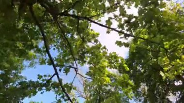 Yaprak döken ağaçların taçlarına bakın. Baharda yapraklı ağaçlar. Baharda çiçek açan ağaçların manzarası. Çiçek açan ağaçlar ve sürdürülebilir çevre kavramı.