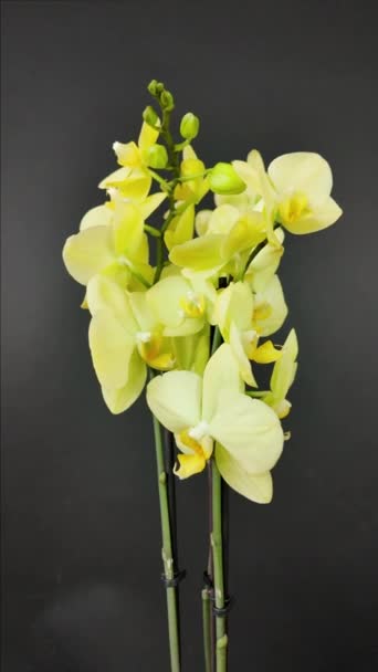 Rotazione Rallentatore Dei Orchids Fiorenti Orchidea Gialla Fiore Sfondo Nero — Video Stock