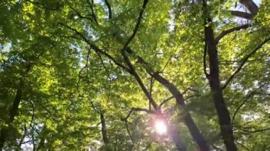 Geniş yapraklı ormanların taçlarına bakın. Bahar doğası ve çiçek açan yapraklı ağaçların güneş ışığı kavramı. Şehir parkında güneşli bir gün.