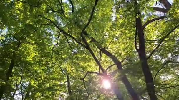Vista Para Coroas Florestas Folhas Largas Conceito Natureza Primaveril Luz — Vídeo de Stock