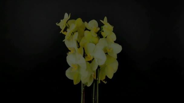 Orchidées Jaunes Tournantes Mouvement Lent Sur Fond Noir Orchidées Floraison — Video