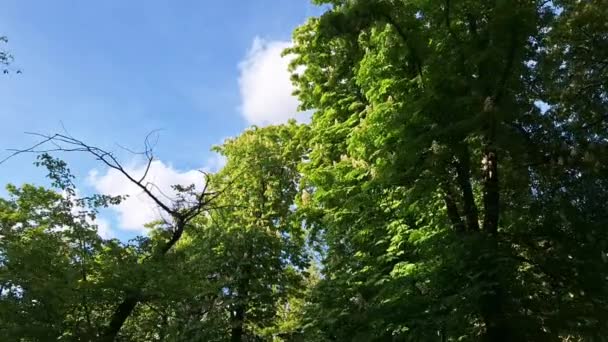 Вид Навіс Каштанових Дерев Вид Вершини Листяних Дерев Каштанові Дерева — стокове відео