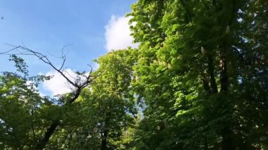 Kestane ağaçlarının tepesine bir manzara. Yaprak döken ağaçların taçlarına bir bakış. Kestane ağaçları baharda çiçek açar. Çiçekli bir ormanın içinde bir yürüyüş.