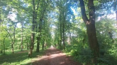 Orman Bulvarı 'nda yürü. Yaprak döken ağaçlarla dolu bir orman şeridine bakıyorum. Bir bahar sokağı. Sürdürülebilir çevre kavramı.
