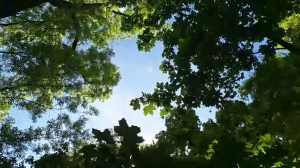 Tittar Lövträdens Tak Begreppet Landskap Och Soliga Blommande Lummiga Grã — Stockvideo