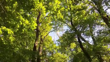 Yaprak döken ağaçların gölgesine bakın. Bahar doğası ve çiçek açan yapraklı ağaçların güneş ışığı kavramı. Kamu parkında güneşli bir gün.