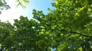 Yapraklı ağaçların taçlarına bakıyorum. Bahar manzarası ve çiçek açan geniş yapraklı ağaçlar kavramı. Şehir parkında güneşli bir gün.