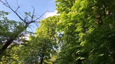 Yaprak döken ağaçların gölgesine bakın. Yaprak döken ağaçların gölgesine bakın. Baharda çiçek açan ağaçlar. Çiçek açmış bir bahar ormanında yürüyüş..