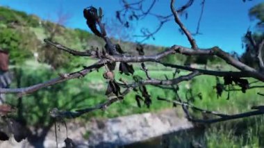 Bahar şekerinden sonra donmuş ceviz yaprakları. Şiddetli hava koşulları ve yaprak döken ağaçlar üzerindeki etkisi..