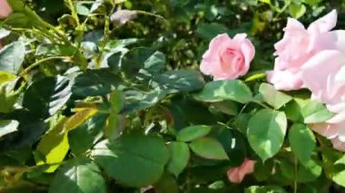 Çiçekli pembe güllerin manzarası. İşlenmiş demir parmaklıkların yanında çiçek açan mor güllerden oluşan bir çalı. Çiçek açan çiçekler ve tarihi korkuluklar kavramı.