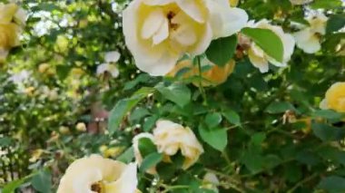 Sarı çiçekli bir gül çalısı. Çiçekli sarı güller. Tarihi bir geçmişi olan çiçek açan güller..