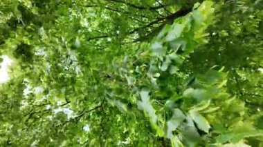 Rüzgarda sallanan bir limon ağacının tacı görünüyor. Rüzgarlı havada ıhlamur tacı.