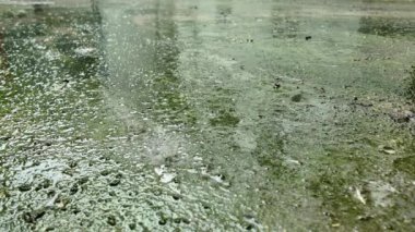 Şehir kaldırımına sağanak yağmur yağıyor. Şehirde yağmur damlaları. Yeşil yosunlarla kaplı betona düşen bir sağanak..