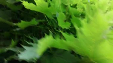 Akçaağaç taçlarına bakan bir manzara. Akçaağaç yapraklarını kapatın. Akçaağaç yapraklarının makro görüntüleri.