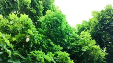 Akçaağaç taçlarına bakan bir manzara. Akçaağaç yapraklarını kapatın. Akçaağaç yapraklarının makro görüntüleri.