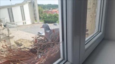 Yumurta üzerinde oturan bir güvercin. Bir güvercin çifti çiçek kutusuna yuva yapmış. Soldan sağa hareket.