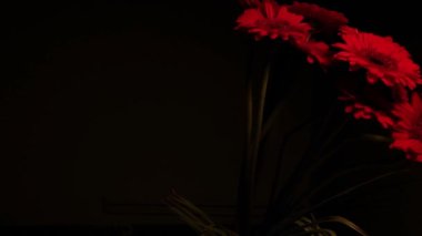 Siyah arka planda kırmızı gerberalar. Siyah arka planda dönen bir buket gerber. Soldan sağa hareket. Yavaş çekim.