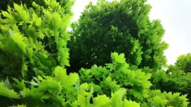 Akçaağaç taçlarına bakan bir manzara. Akçaağaç gölgesinde kalın yapraklar..