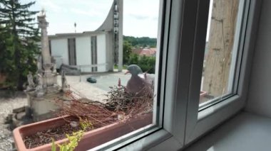 Bir güvercin çiçek kutusundaki yumurtaların üzerine oturur. Pencere kenarındaki saksıda yumurtaların üzerine tüneyen bir güvercin. Şehir yaban hayatı.