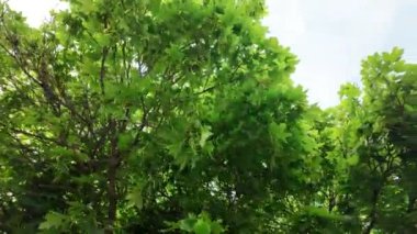 Akçaağaç taçlarına bakan bir manzara. Akçaağaç ağaçlarının yemyeşil yaprakları..