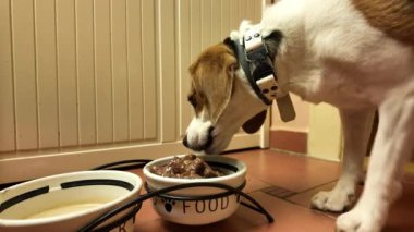 Köpek yemeğini köpek kasesinden yer. Et sosunda et küpleri. Köpekler için dengeli beslenme kavramı.