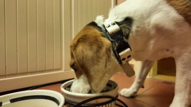 Av köpeği köpek maması yer. Köpek kasedeki köpek dışkılarını yiyor. Köpekler için sağlıklı ve dengeli yiyecek kavramı.