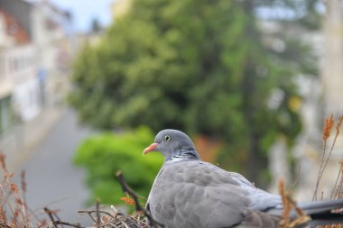 Yuva yapan güvercinler. Pencere pervazına yuva yapmış bir güvercin görüntüsü. Şehirde yırtıcı kuşların hayatı.