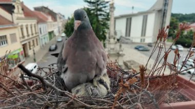 İki günlük bir güvercini besleyen bir güvercin. Şehirde güvercin hayatı.