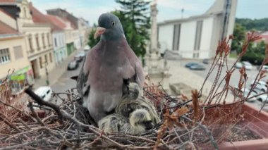 Güvercinler güvercinden sonra beslenmeyi ve yiyecek talep ediyorlar. İki günlük güvercinler güvercin tükürüğüyle besleniyorlar. Şehirde güvercin hayatı.