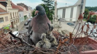 Güvercinler yuvada beslenmeyi talep ediyorlar. Güvercinler iki günlük güvercinleri besler. Şehirde güvercin hayatı.