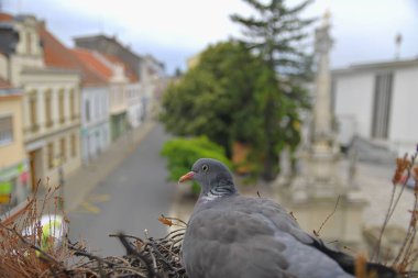 Yuva yapan güvercinler. Pencere pervazına yuva yapmış bir güvercin görüntüsü. Şehirde yırtıcı kuşların hayatı.