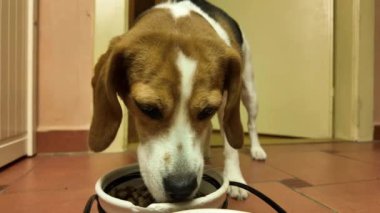 Av köpeği kasedeki kurumuş topakları yiyor. Köpek kasedeki yemeği yer. Köpekler için dengeli yiyecek kavramı.