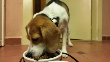 Av köpeği kasedeki kurumuş topakları yiyor. Köpek kasedeki yemeği yer. Köpekler için dengeli yiyecek kavramı.