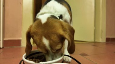 Av köpeği kasesinden yiyor. Köpek için sağlıklı beslenme kavramı.
