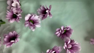 Suda kasımpatı çiçeği. Kasımpatı çiçekleri suda hareket eder. Süper yavaş çekim.