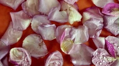 Sudaki gül yaprakları ve düşen yağmur damlaları. Mor arka planda suda hareket eden doğal gül yaprakları. Kozmetik, sağlık, kendine bakım, romantizm, düğün günü, Sevgililer Günü kavramı.