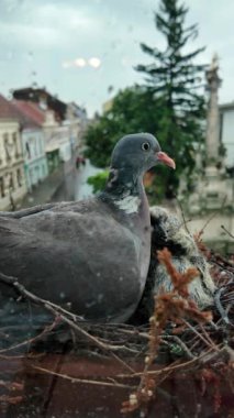 Güvercinli güvercin manzarası. Yavrular iki günlük ve güvercin onları kendi vücuduyla ısıtıyor. Pencere pervazında güvercin yuvası. Şehirde güvercin hayatı.