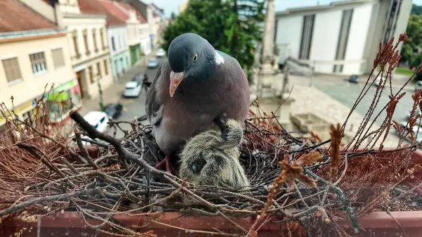 stock image First the doves feed the pigeons with their beaks. Then the pigeon flies in, and the dove flies out. They take turns caring for the pigeons. The concept of pigeons caring for squabs