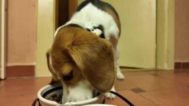 Av köpeği kasedeki kurutulmuş mamayı yer. Köpek mutfaktaki bir kaseden yemek yiyor. Köpek için sağlıklı ve dengeli beslenme kavramı.