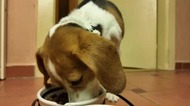 Av köpeği kasedeki kurutulmuş mamayı yer. Köpek mutfaktaki bir kaseden yemek yiyor. Köpek için sağlıklı ve dengeli beslenme kavramı.