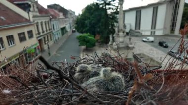 Üç günlük güvercinler güvercini bekliyor. Genç güvercinler birbirlerine sıcak davranıyorlar. Kentsel yabanda güvercin yuvası.