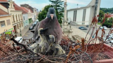 Doves with squabs. Squabs demanding to be fed. Dove feeds the baby pigeons. The baby pigeons are four days old. The concept of pigeon life in the city clipart