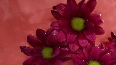 Kırmızı zemin üzerinde, suda koyu kırmızı kasımpatılar. Suda kırmızı kasımpatı hareketi. Küçük kırmızı kasımpatılar. Romantizm kavramı, düğün, Sevgililer Günü. Yavaş çekim.