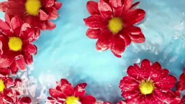 Koyu kırmızı kasımpatılar suda yüzer. Açık mavi zemin üzerinde kırmızı kırmızı kasımpatı çiçekleri. Spa konsepti, sağlık, kişisel bakım. Süper yavaş çekim. Makro görüntüler.