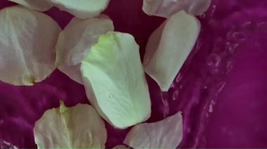 Beyaz taç yapraklarının suda sürüklendiği makro bir video. Suyun içindeki beyaz yapraklar koyu mor arka planda. Ağır çekim. Spa, sağlık, kişisel bakım kavramı..