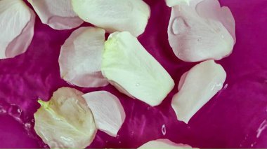 Köpüklü suda beyaz gül yaprakları. Mor arka planda suda küçük gül yaprakları. Güzellik, kaplıca ve sağlık konsepti.