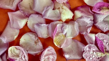 Beyaz yapraklar suda hareket ediyor. Sudaki yapraklar. Yağmur damlaları yaprakların üzerine düşer. Romantizm konsepti, aşk, Sevgililer Günü, düğün günü.