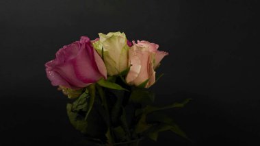 Siyah arka planda dönen bir buket renkli gül. Koyu arkaplanda çok renkli güller. Romantizm kavramı, Sevgililer Günü, düğün günü.