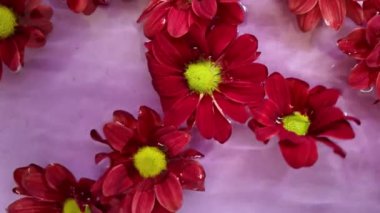 Kasımpatı çiçekleri suda yüzer. Krisanların koyu kırmızı çiçekleri suda sallanıyor. Pembe arka planda kasımpatılar. Spa, refah, güzellik, kozmetik kavramı.